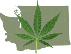 Washington Marijuana Legalization